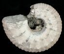 Liparoceras Ammonite - Very D #10705-1